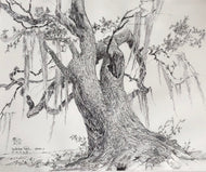 The Audubon Oak
